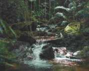 The Habitat Penang Hill's mission to conserve Penang's biodiversity