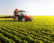 Penang to Consider Corn Cultivation