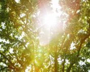 Nurturing Nature: Penang's Pledge to Plant One Million Trees for a Greener Tomorrow