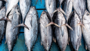 Revitalising Malaysia’s Tuna Industry: Opportunities for Growth and Community Empowerment