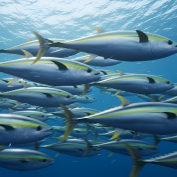 ‘Shinkai Origin’: Penang’s Leap into the Premium Tuna and Blue Economy Sector
